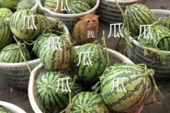 娱乐吃瓜头像高清图片,带你领略潮流风尚